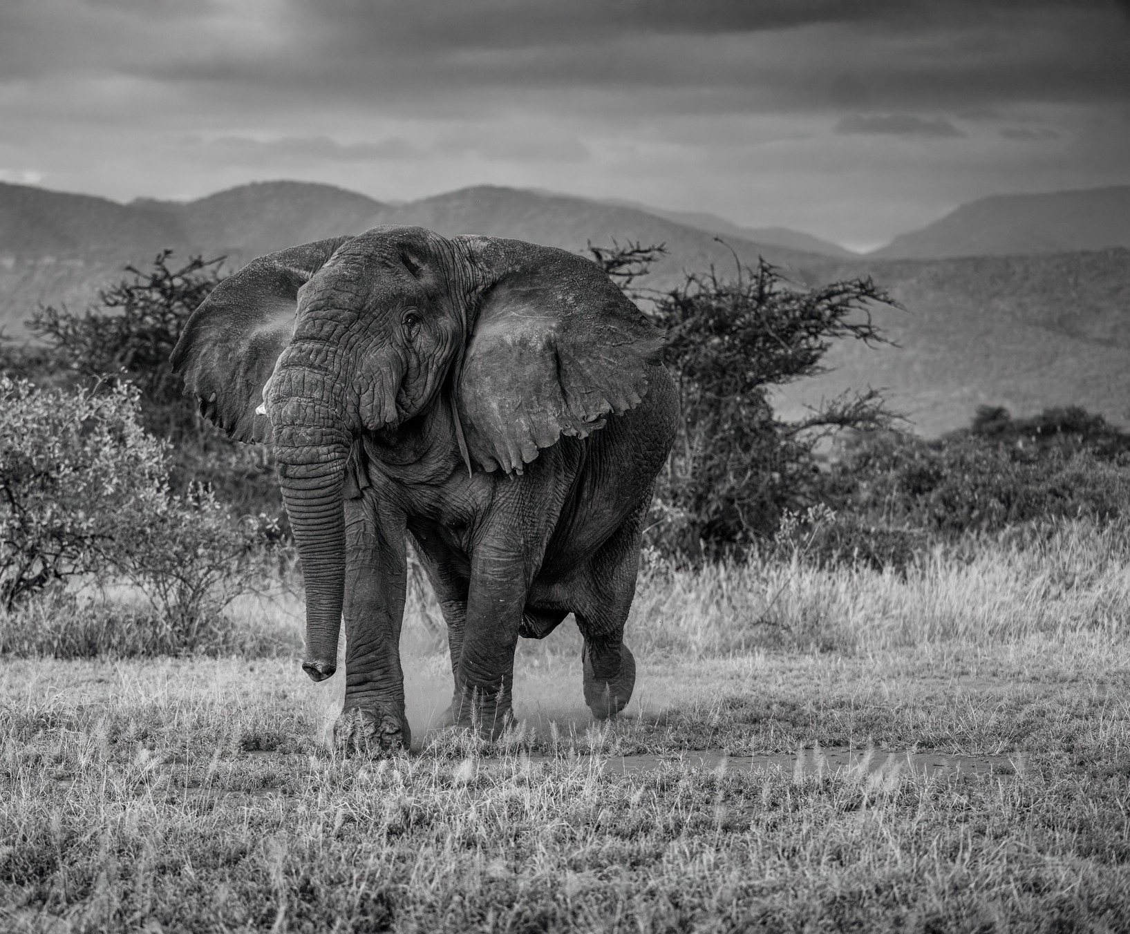 African Elephant